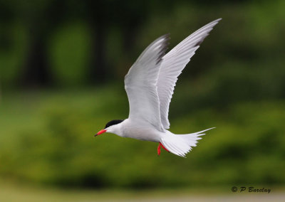 Common Tern