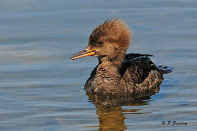 Hooded Merganser (f)