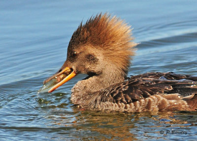 Hooded Merganser (f)