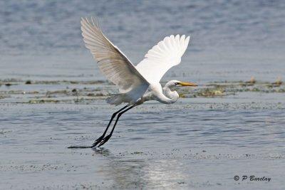 Great Egret