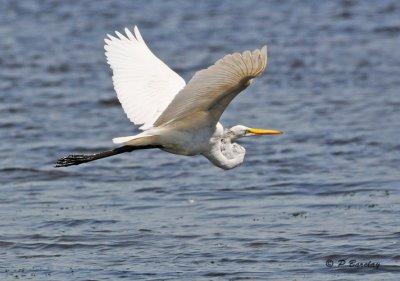 Great Egret