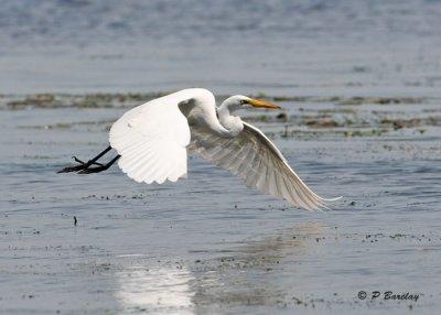 Great Egret