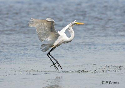 Great Egret