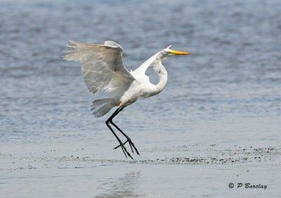 Great Egret