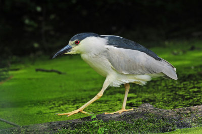 Black-crowned Night-Heron