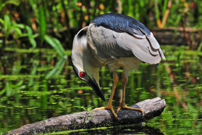 Black-crowned Night-Heron