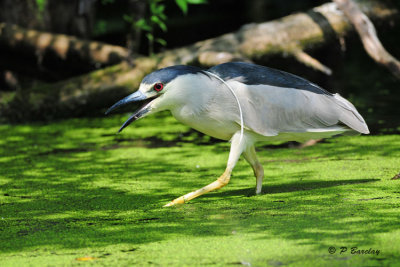 Black-crowned Night-Heron