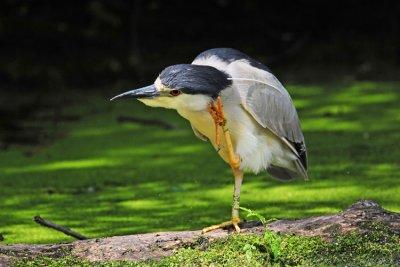 Black-crowned Night-Heron