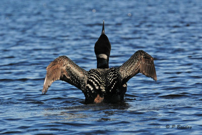 Loons of Algonquin Park