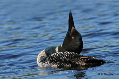 Common Loon