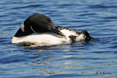 Loons of Algonquin Park