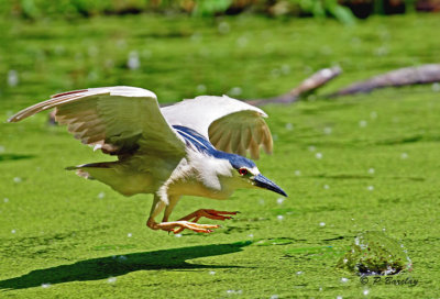 Black-crowned Night-Heron