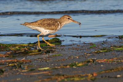 Spotted Sandpiper