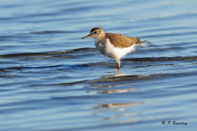 Spotted Sandpiper (juv)