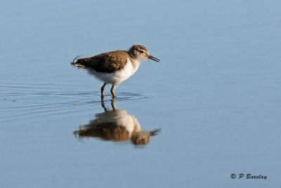 Spotted Sandpiper (juv)