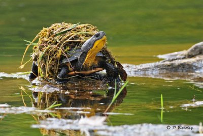 Blanding's Turtle