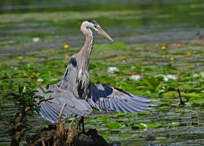 Great Blue Heron