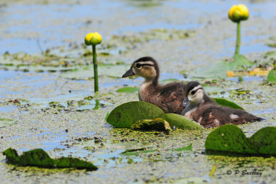 Wood Ducks (juv)