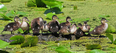 Wood Ducks (juvs)