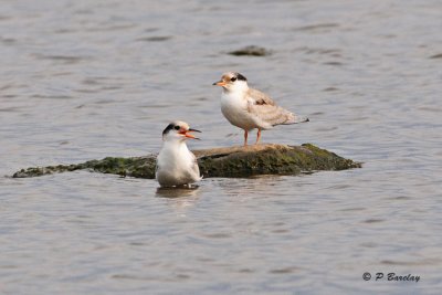 Common Terns (juv)