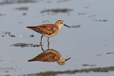 Least Sandpiper