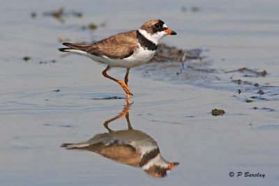 Semipalmated Plover