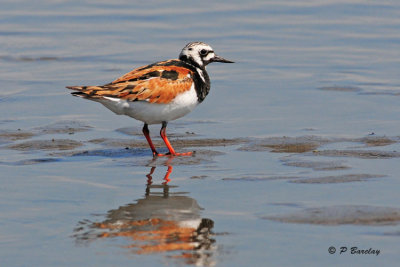 Ruddy Turnstone