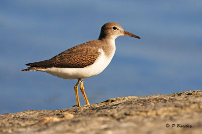 Spotted Sandpiper