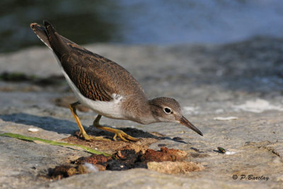 Spotted Sandpiper