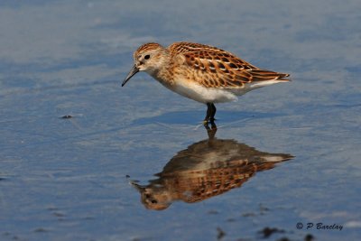 Least Sandpiper