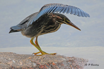 Green Heron