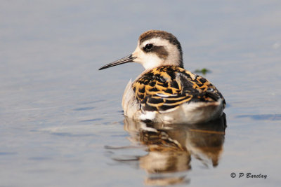 Red-necked Phalarope