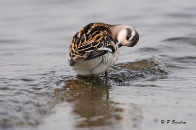 Red-necked Phalarope