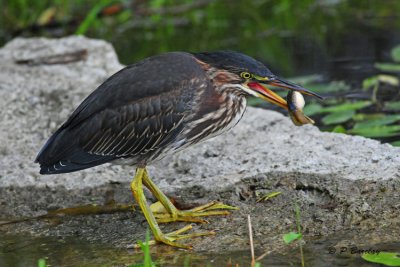 Green Heron