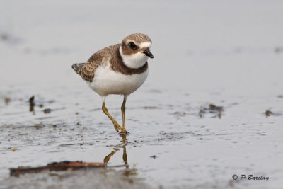 Semipalmated Plover