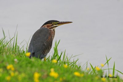 Green Heron