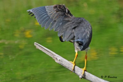 Green Heron