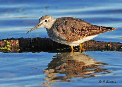 Lesser Yellowlegs