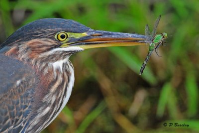 Green Heron