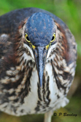 Green Heron