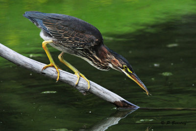 Green Heron