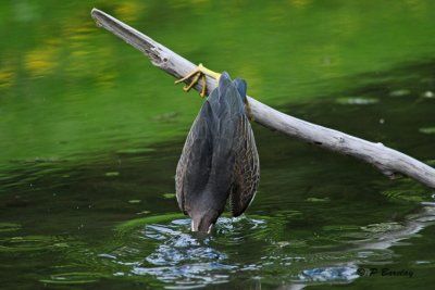 Green Heron