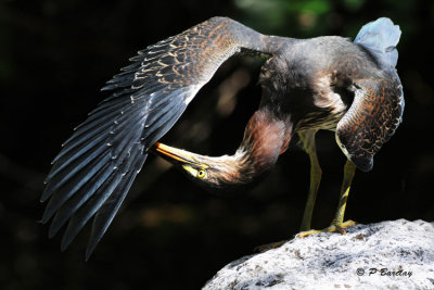 Green Heron