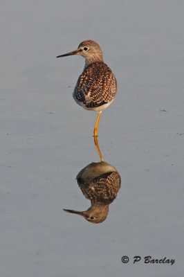 Lesser Yellowlegs