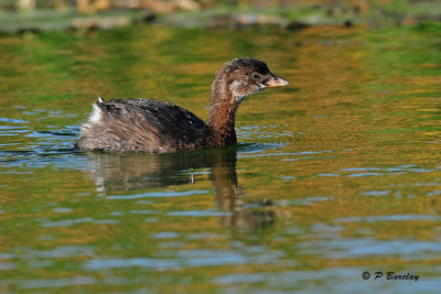 Pied-billed Grebe