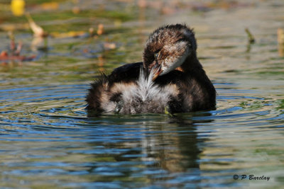 Pied-billed Grebe