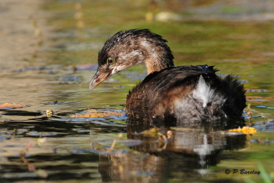 Pied-billed Grebe