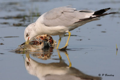 Ring-billed Gull