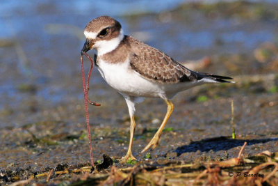 Semipalmated Plover