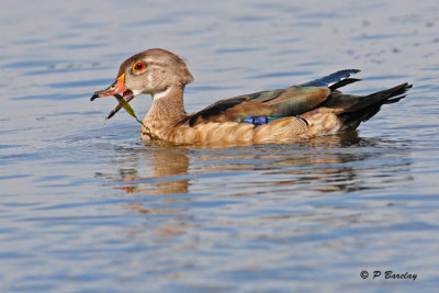 Wood Duck (m)